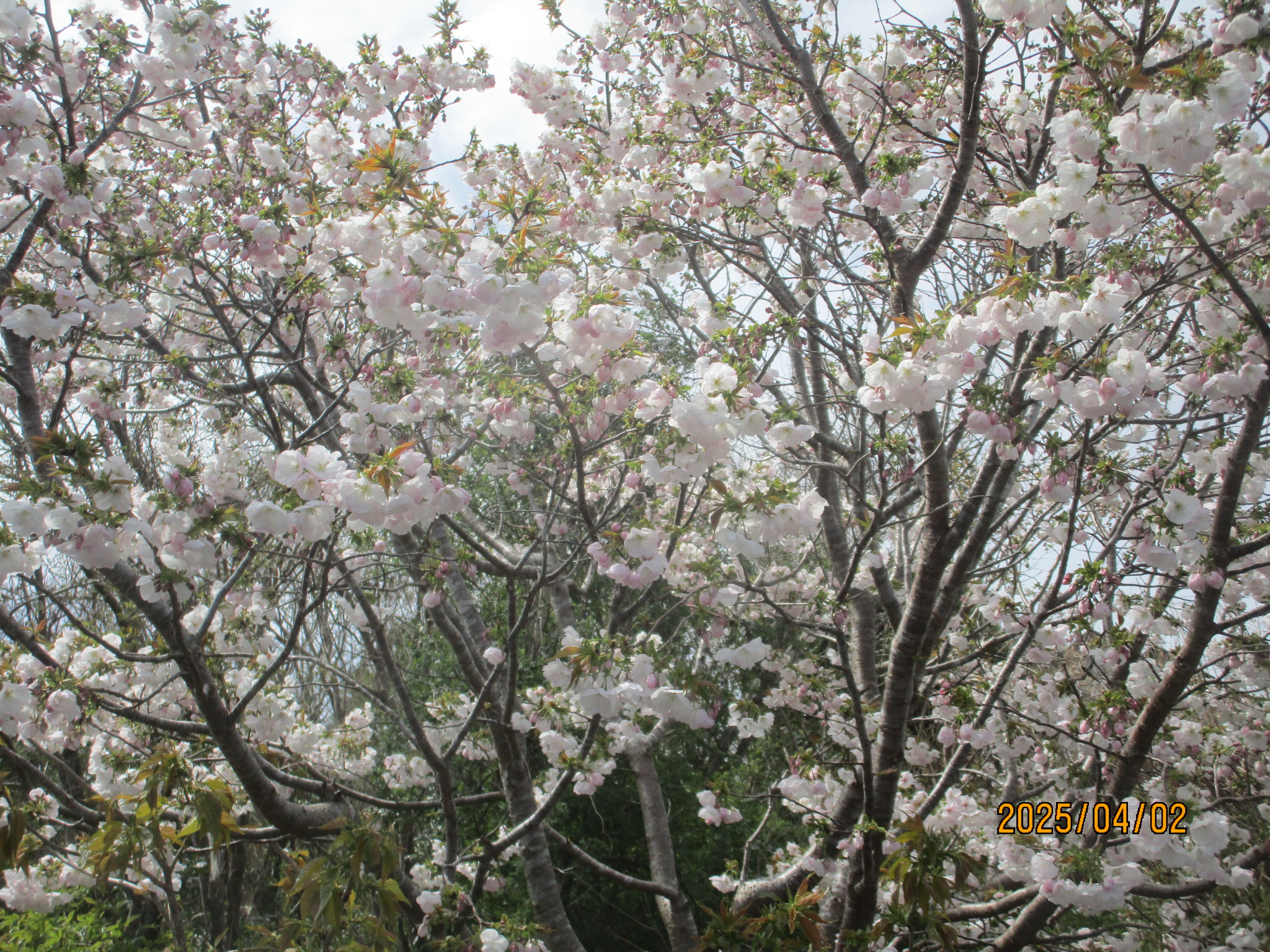 年々見事なまでに艶やかさを増す我家の横輪桜