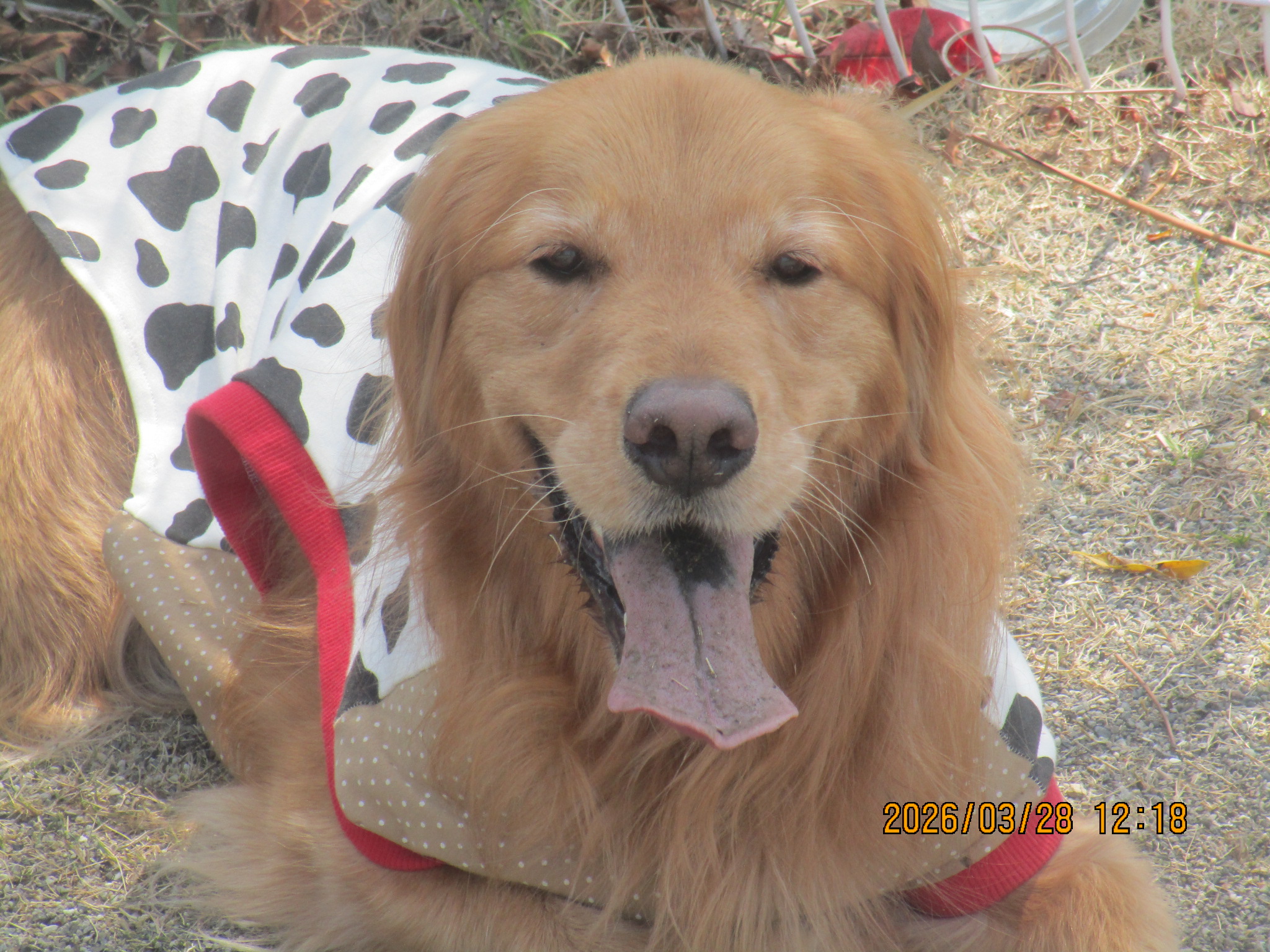 シーナちゃん（２）