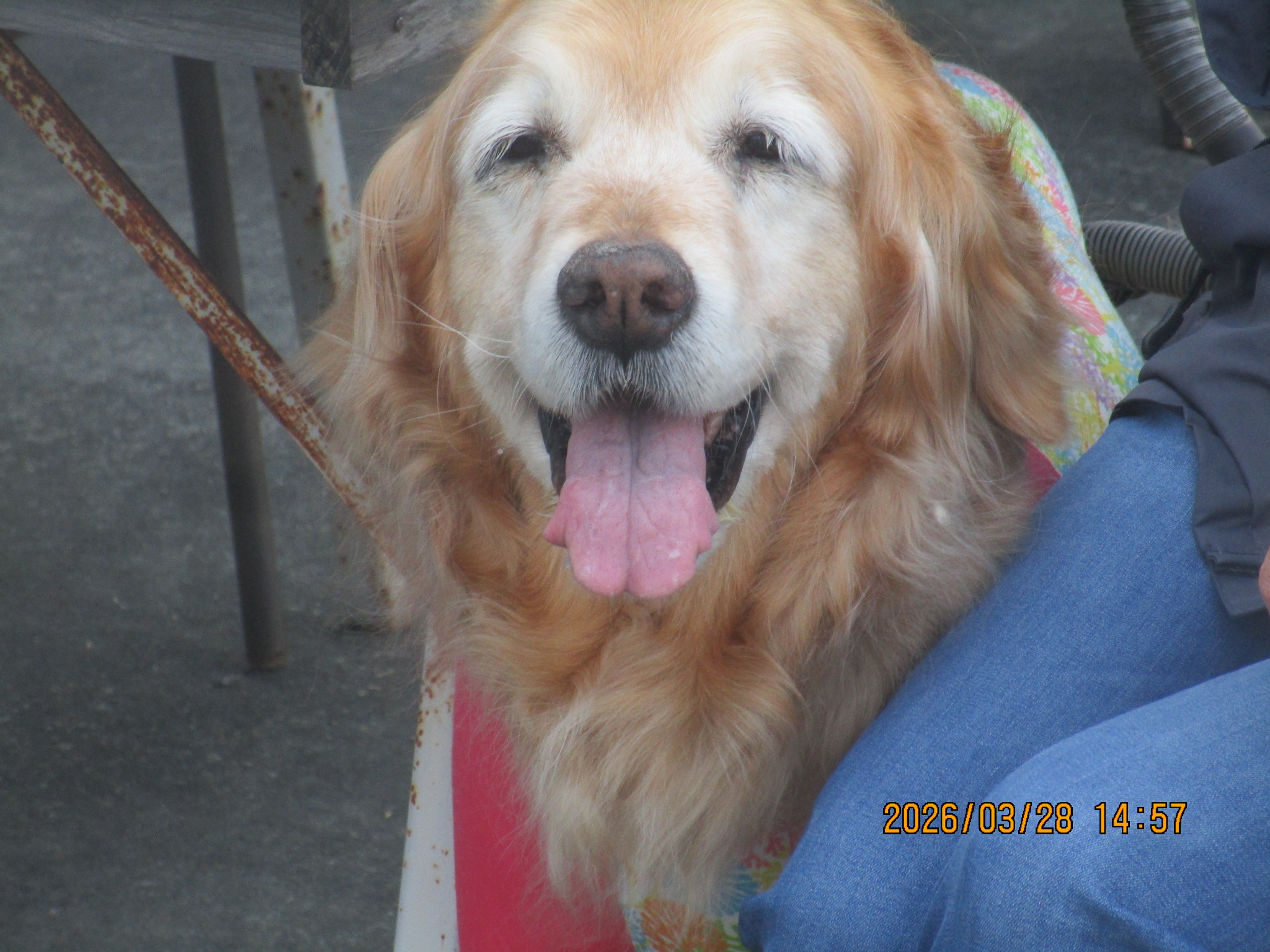 ももちゃん（Ⅴ）