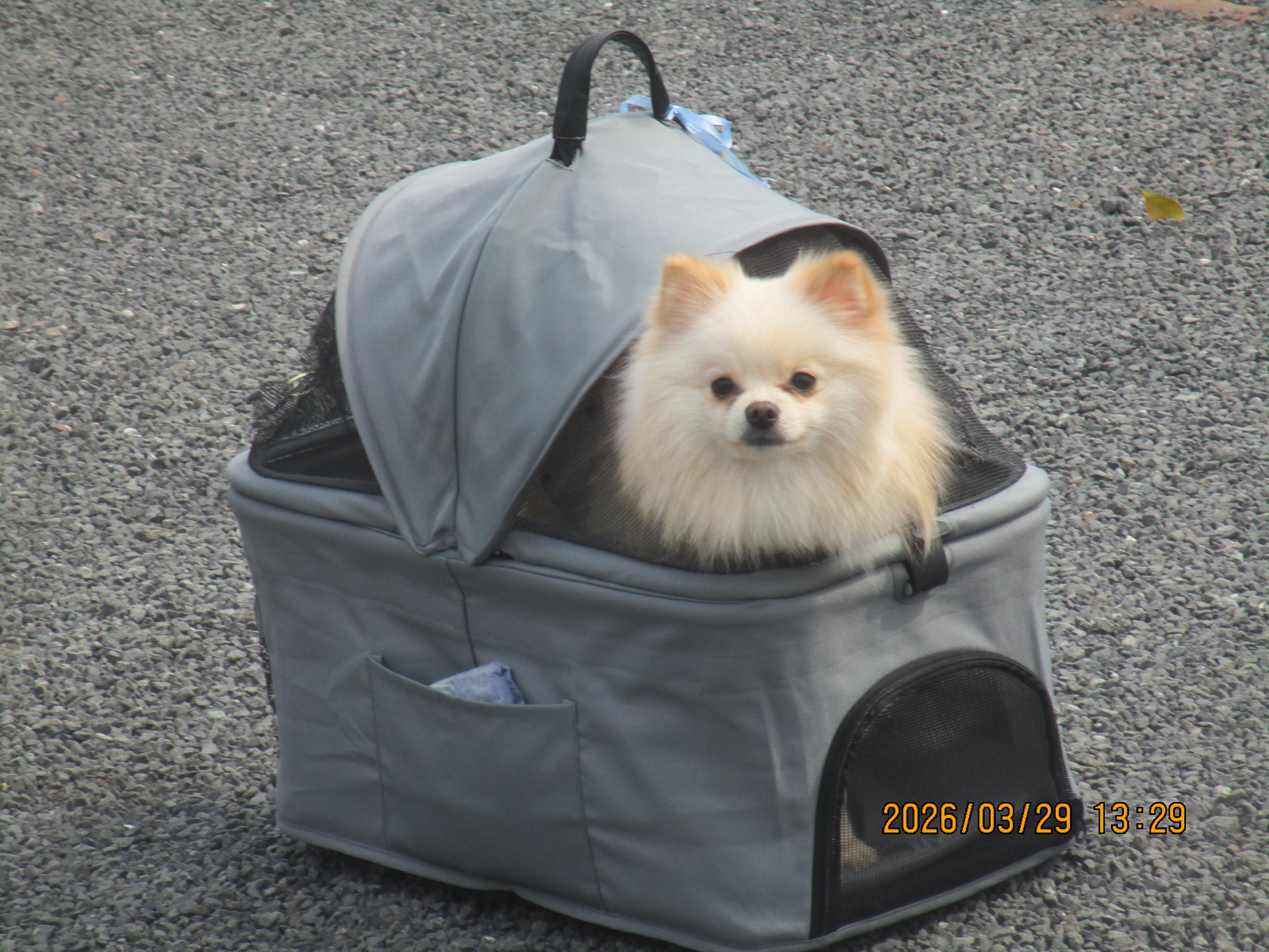 フクくん フクくん