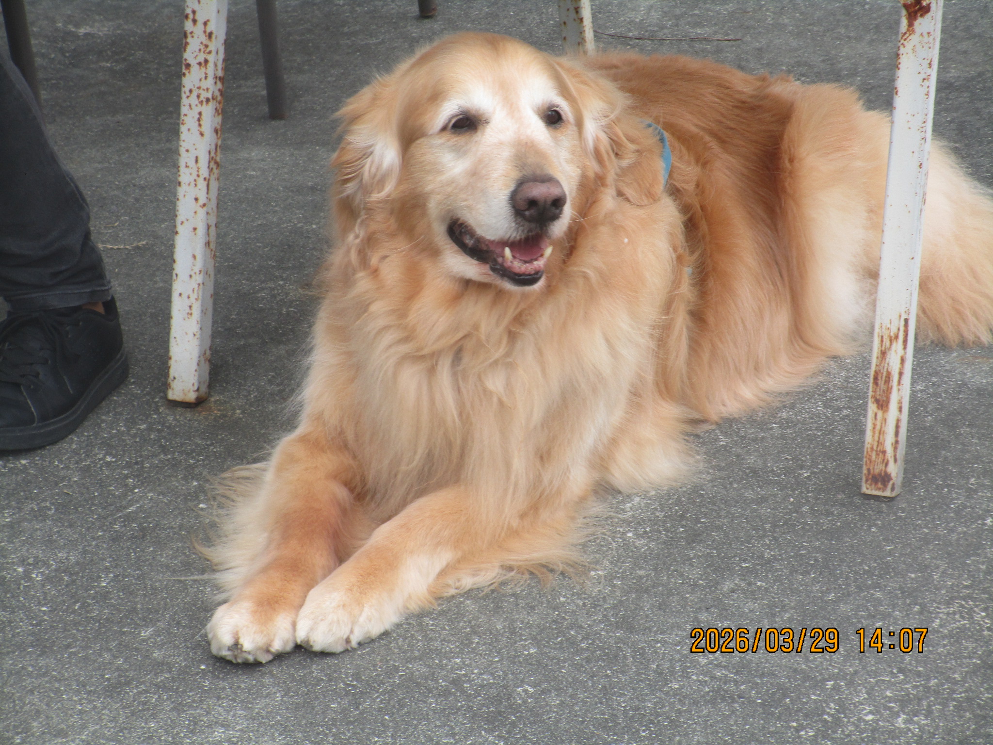 ハリーくん(V) ハリーくん(V)