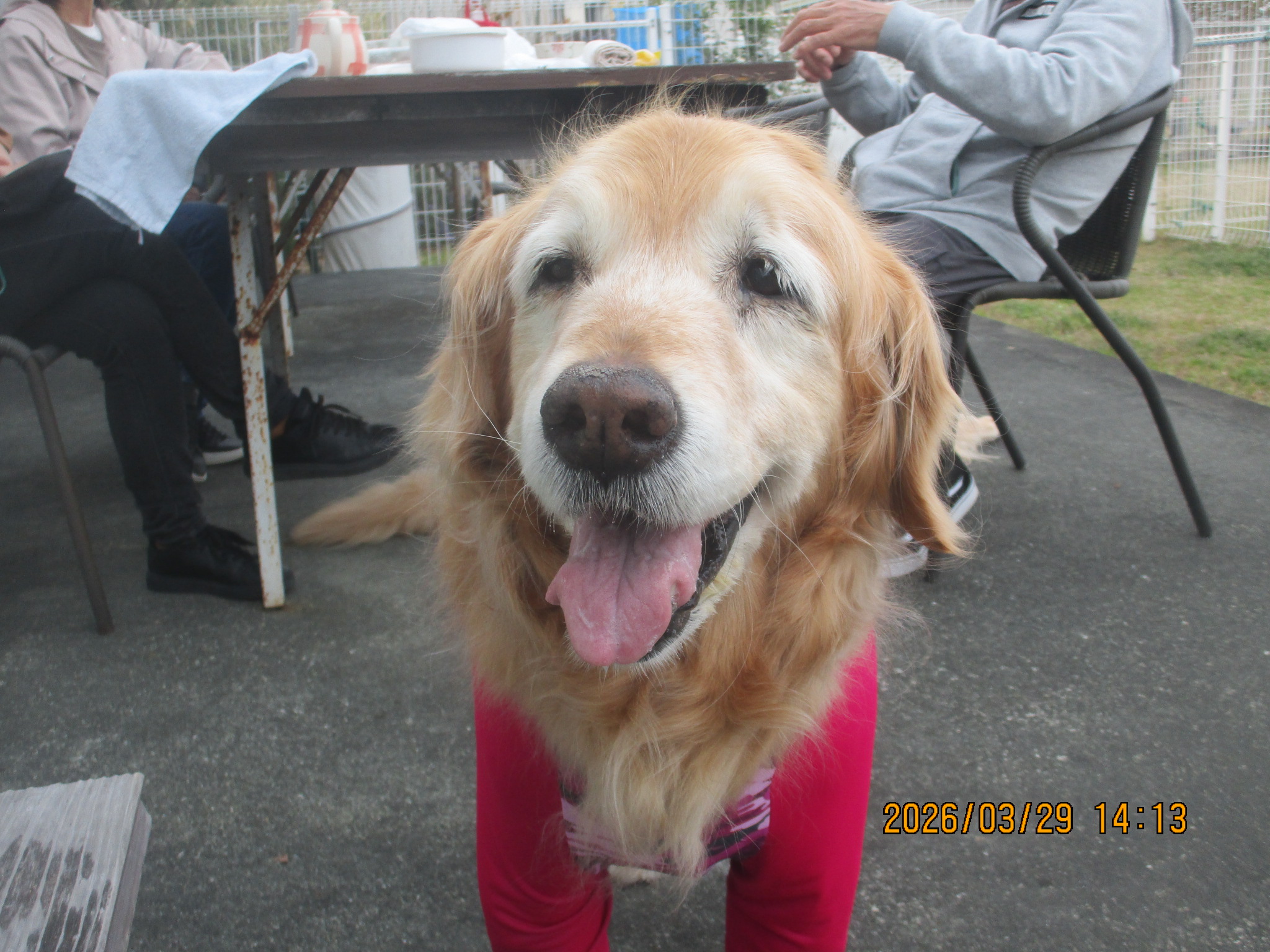 ももちゃん(Ⅴ) ももちゃん(Ⅴ)