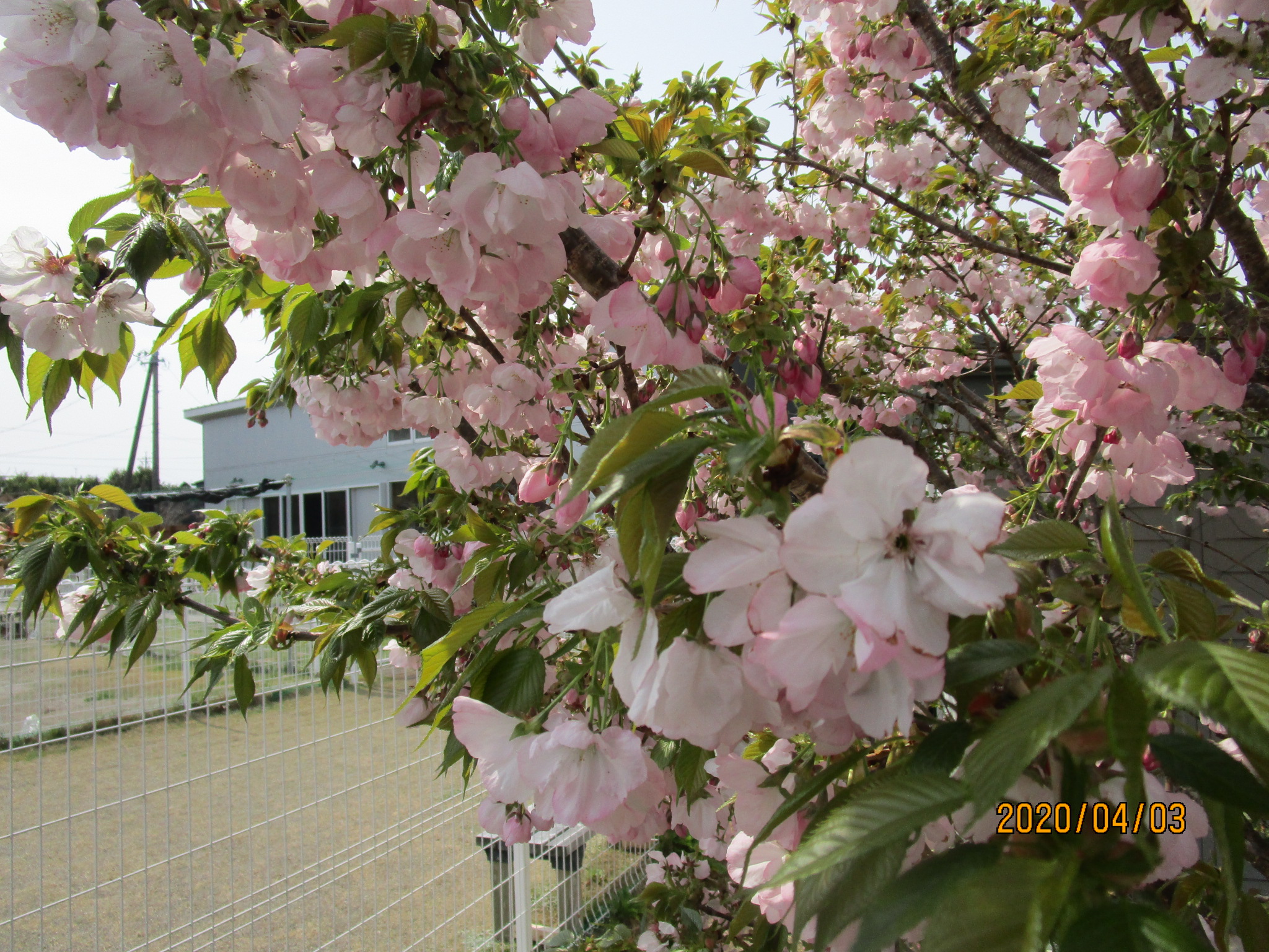 毎年艶やかさを増す横輪桜