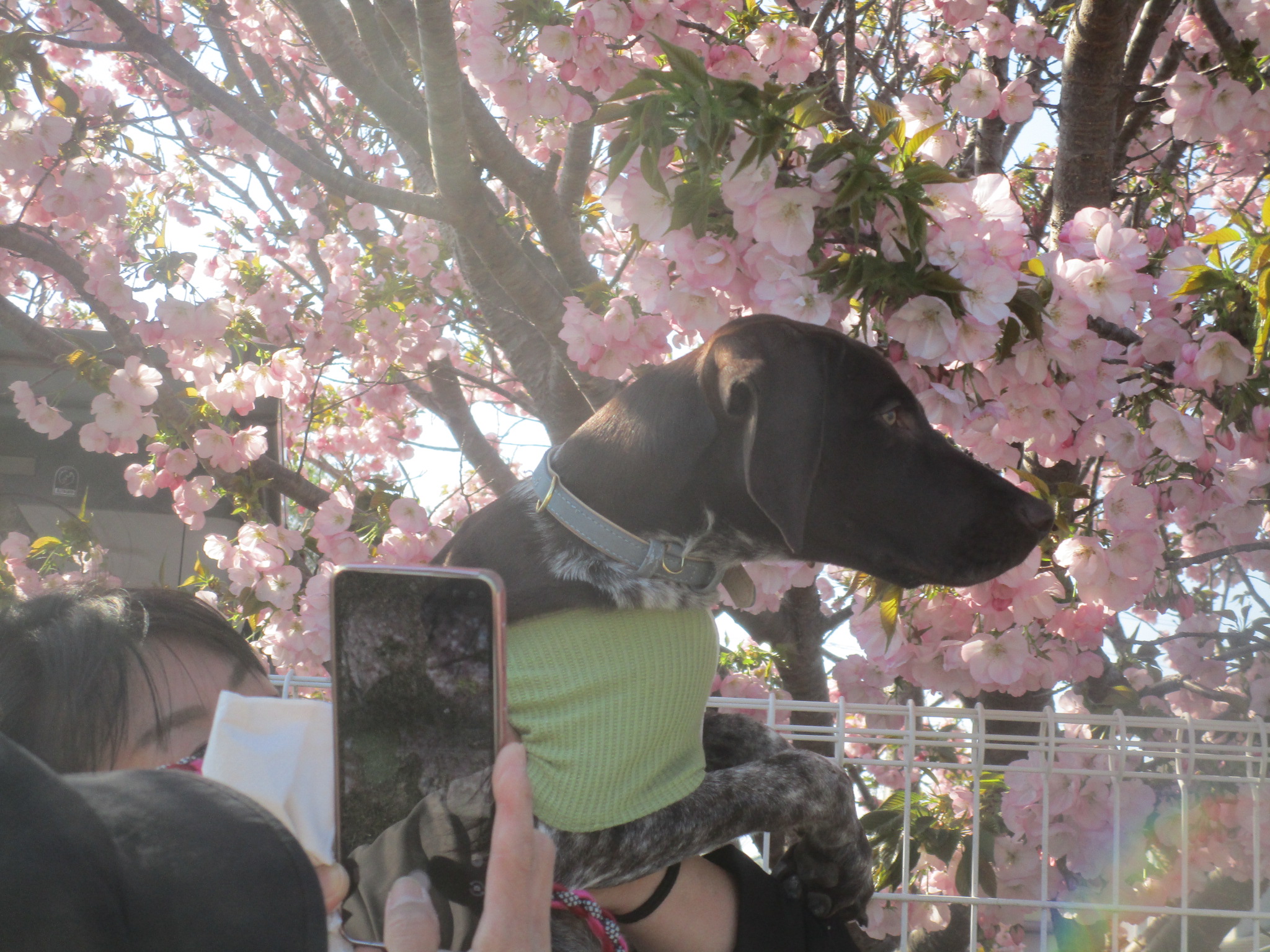 ベルナちゃん（６）