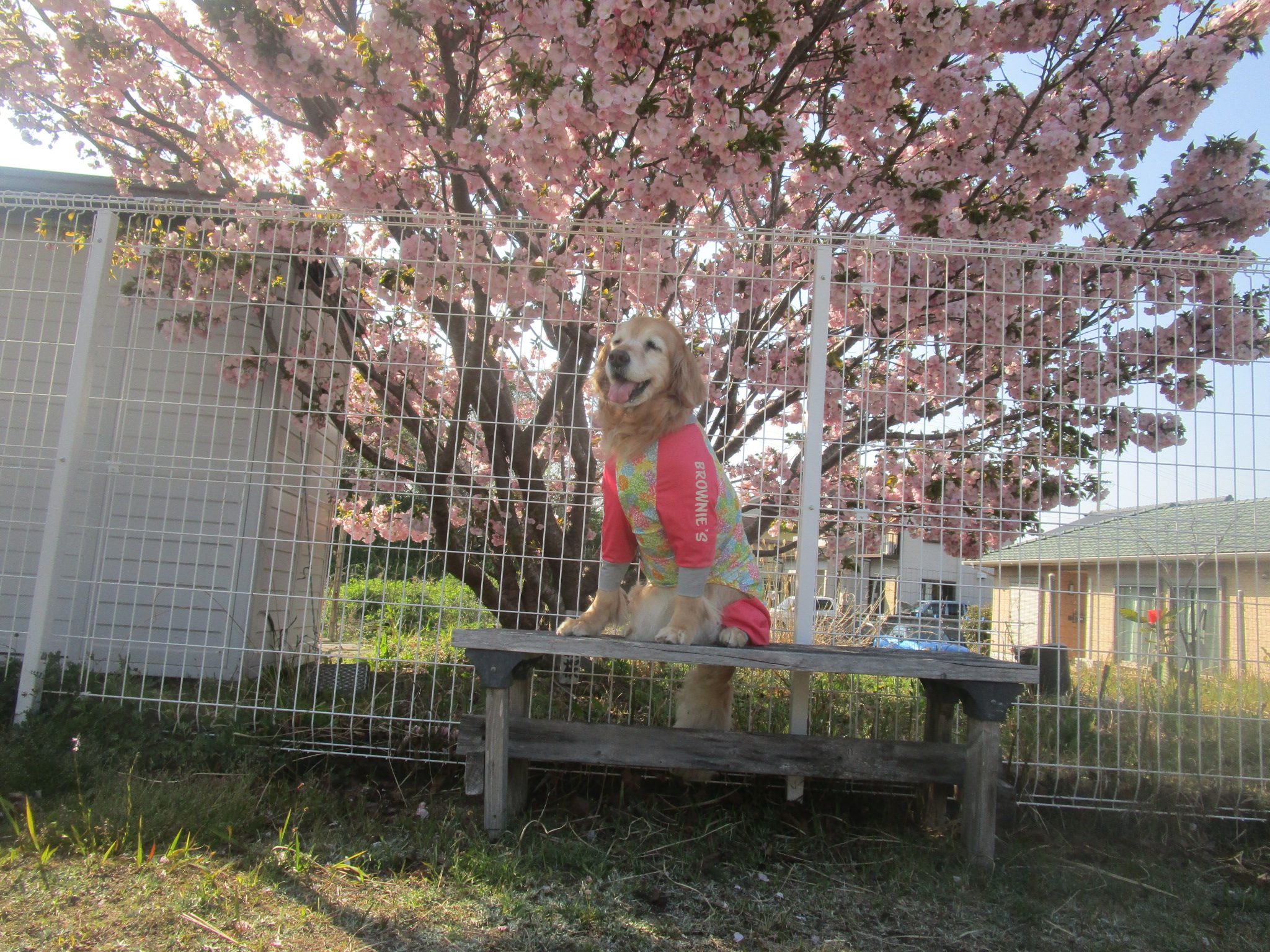 ももちゃん（Ⅴ）