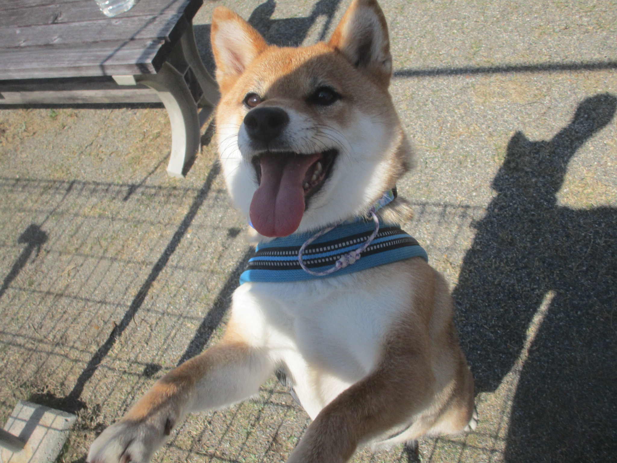 あおちゃん（２１）