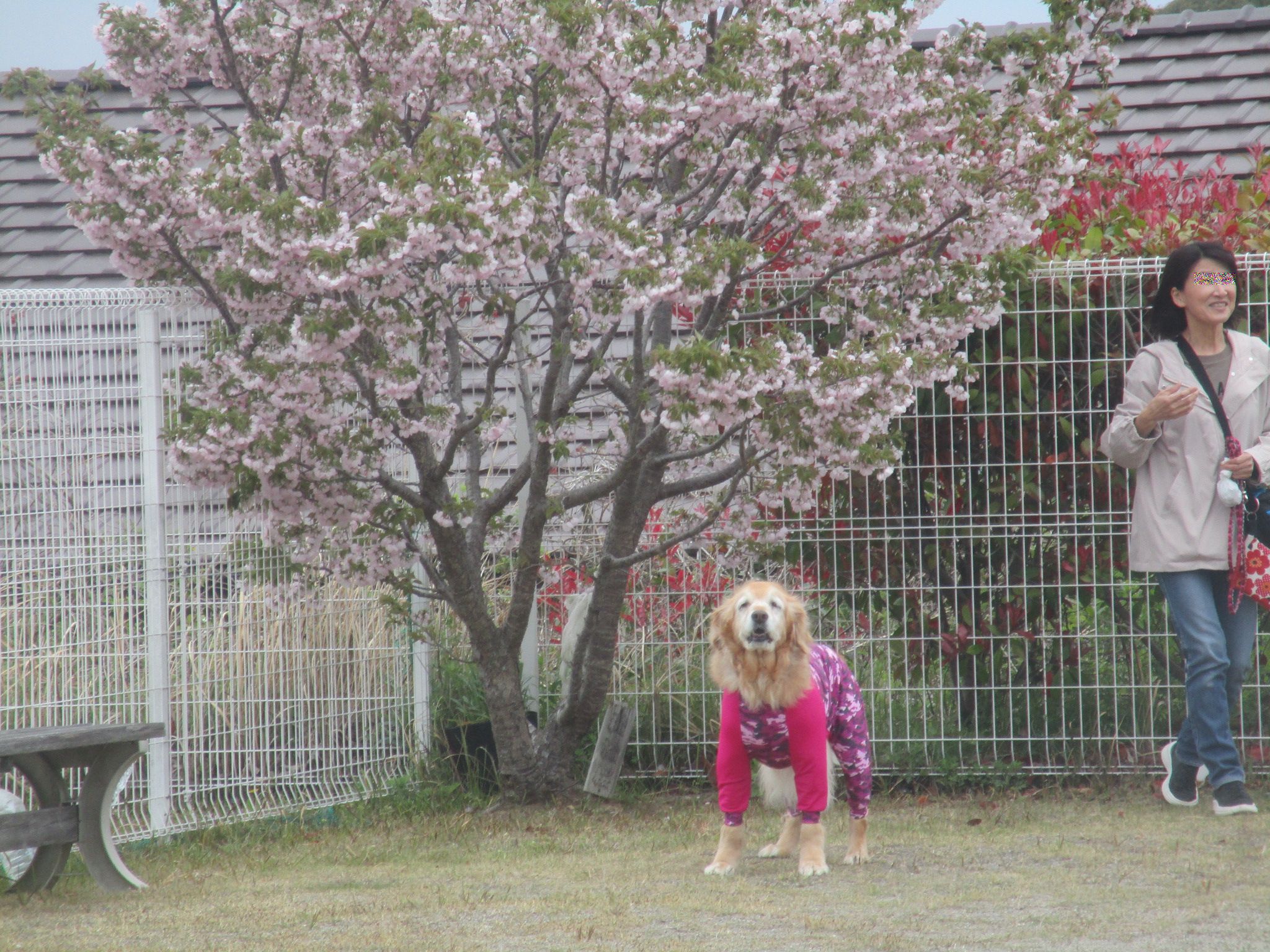 ももちゃん(Ⅴ) ももちゃん(Ⅴ)