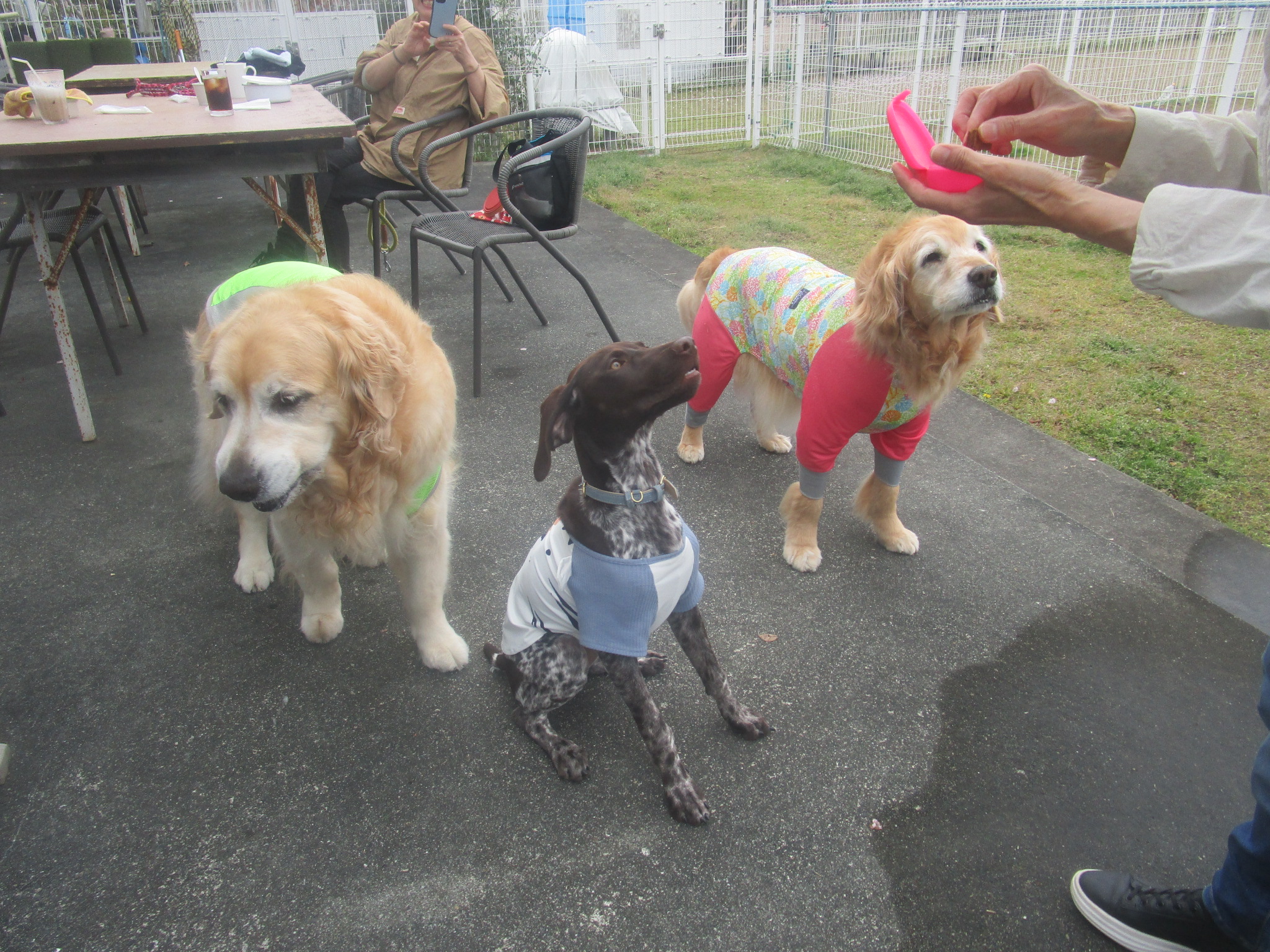 ベルナちゃん(7) ベルナちゃん(7)