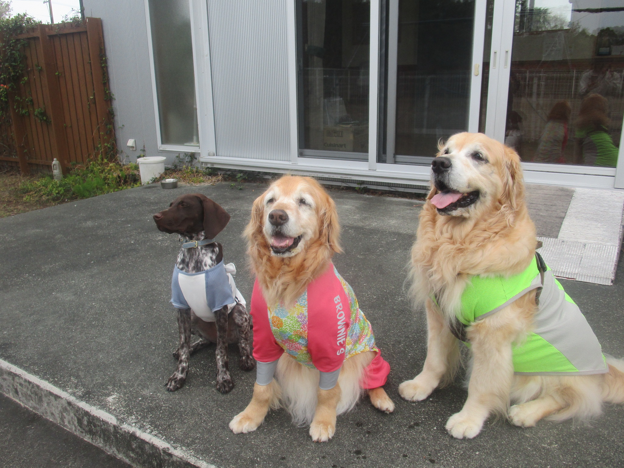 ももちゃん(Ⅴ) ももちゃん(Ⅴ)