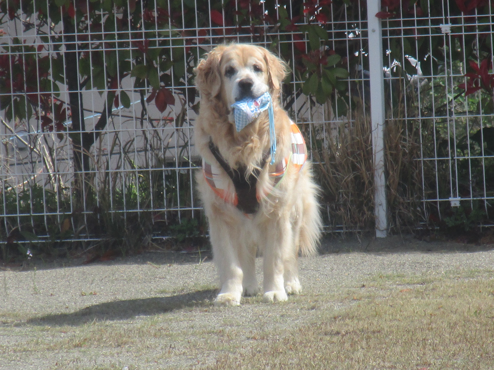 大和くん(Ⅴ) 大和くん(Ⅴ)