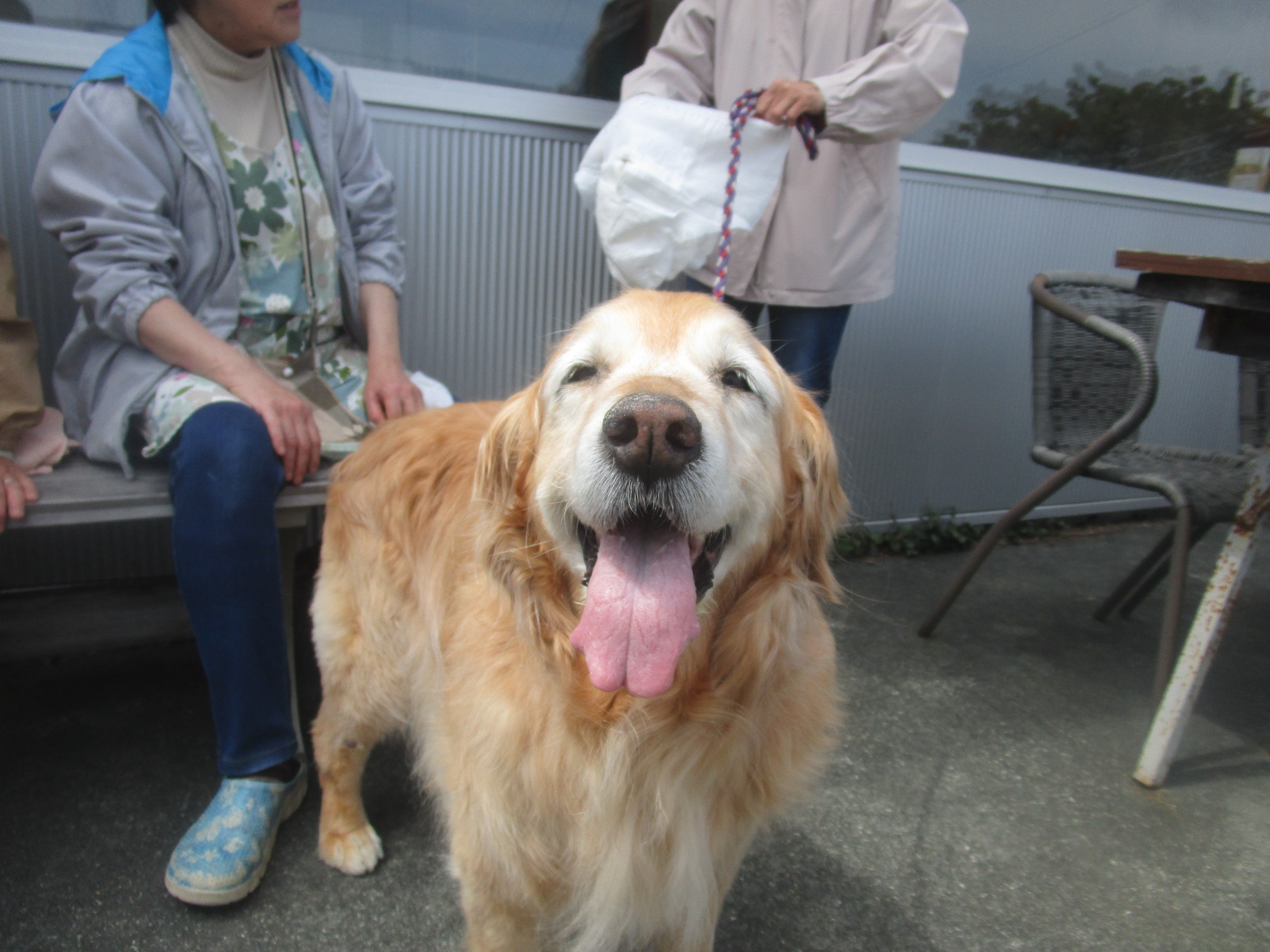 ももちゃん(Ⅴ) ももちゃん(Ⅴ)