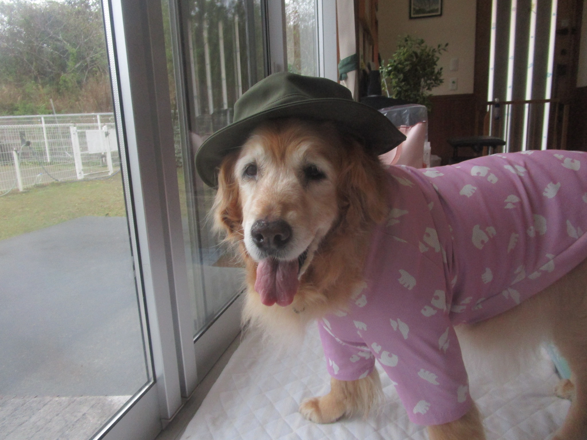 ももちゃん（Ⅴ）