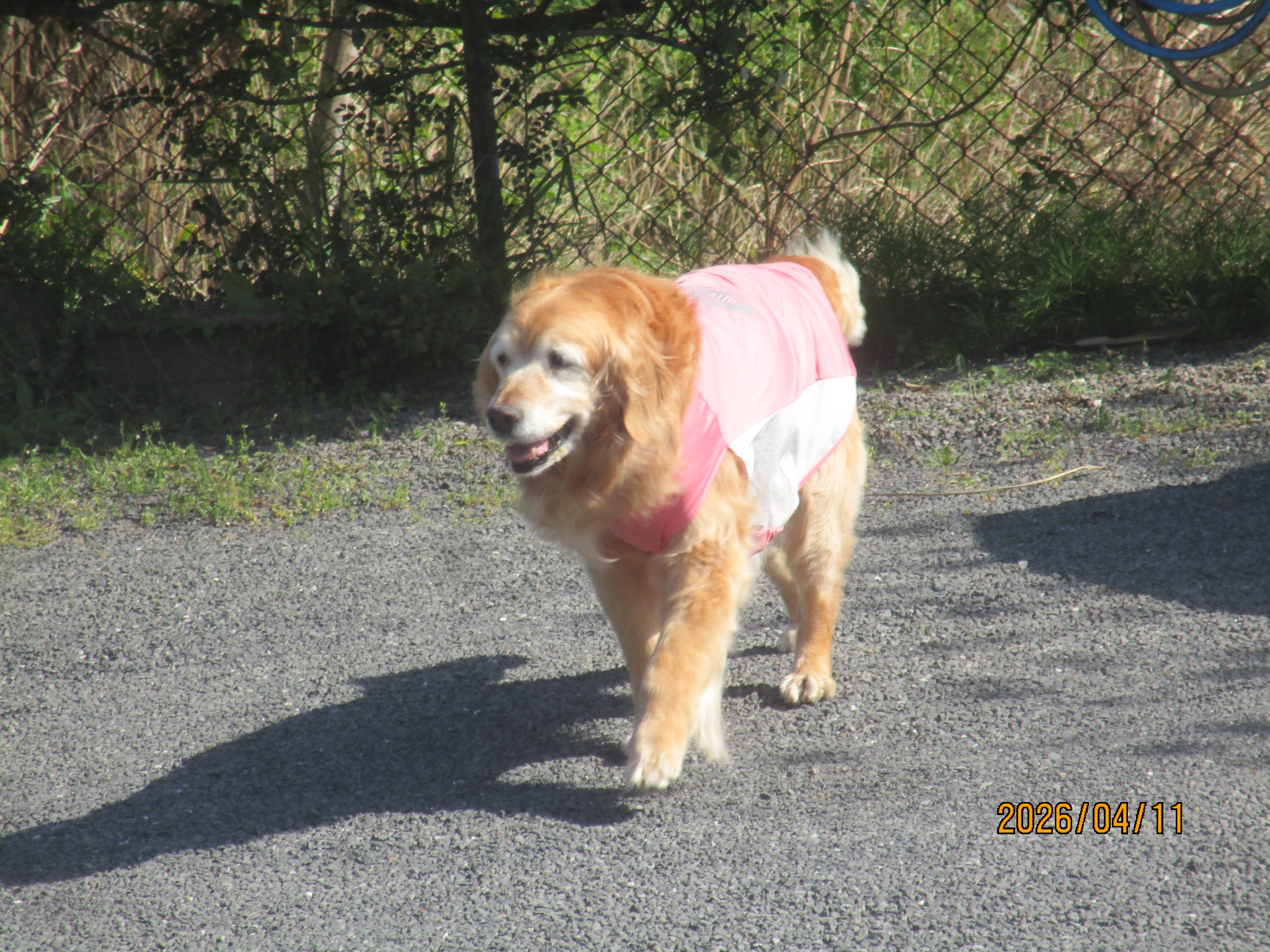 ももちゃん（Ⅴ）