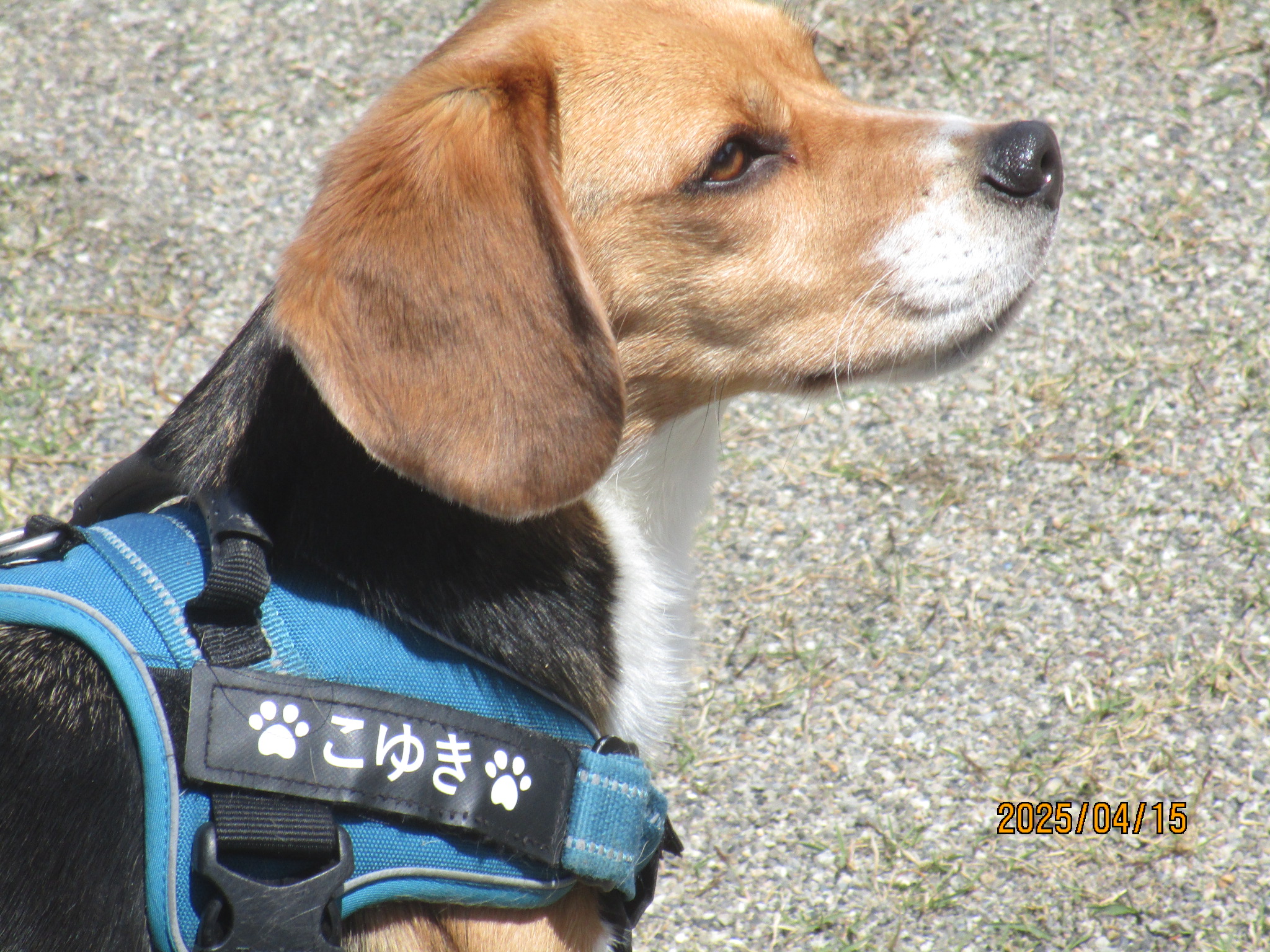 こゆきちゃん