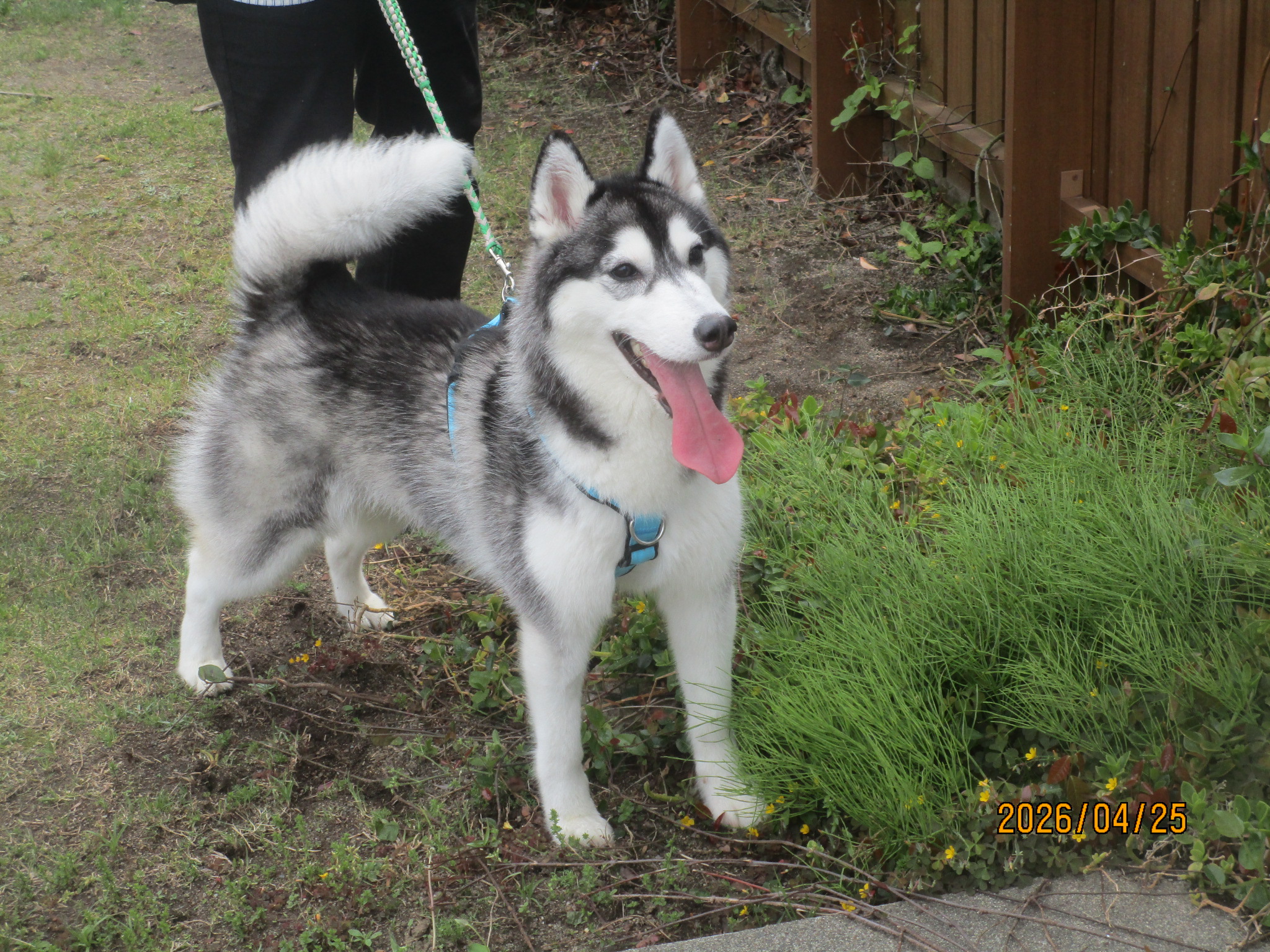 あんこちゃん（９）