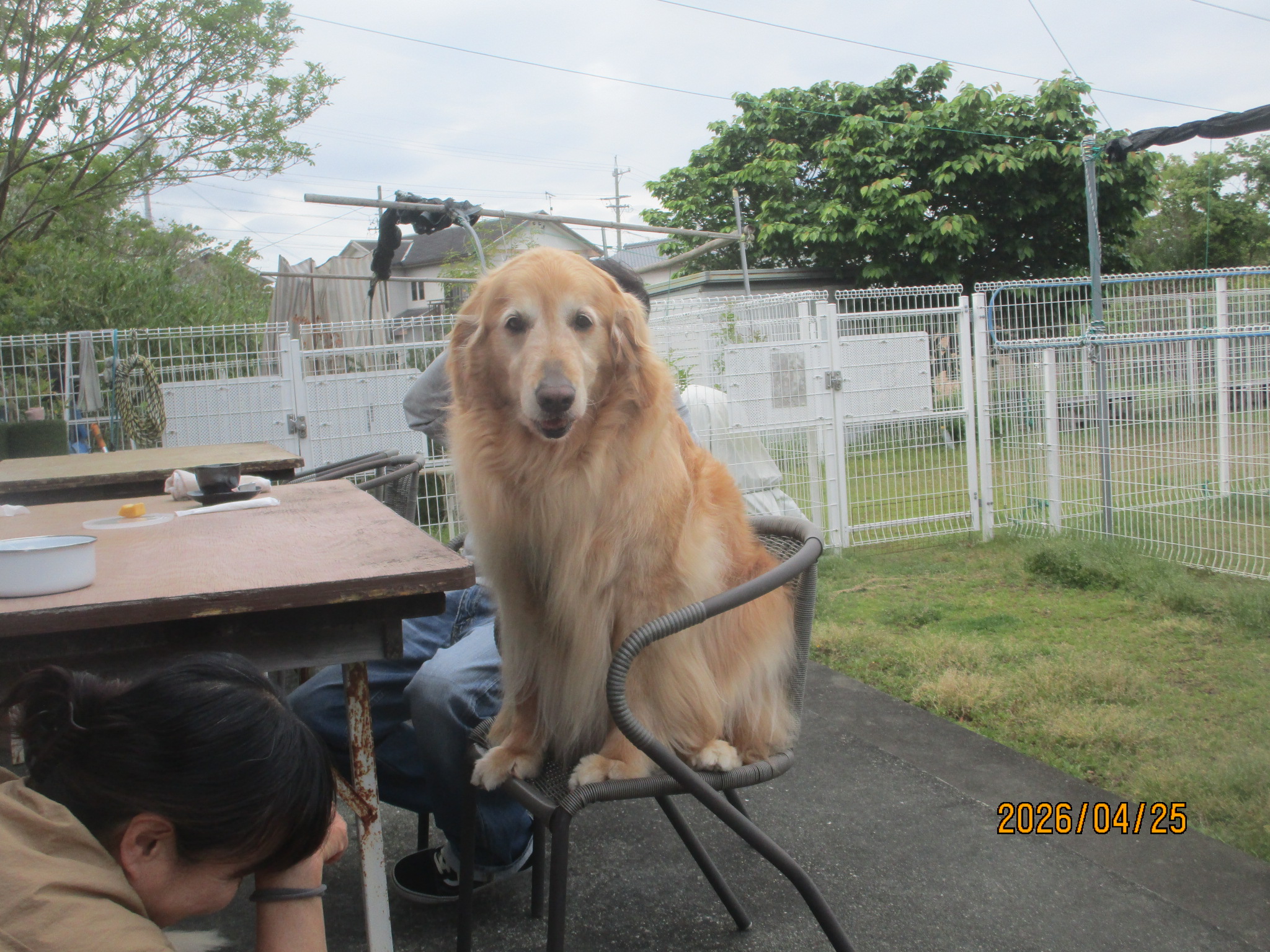 ハリーくん（Ｖ）