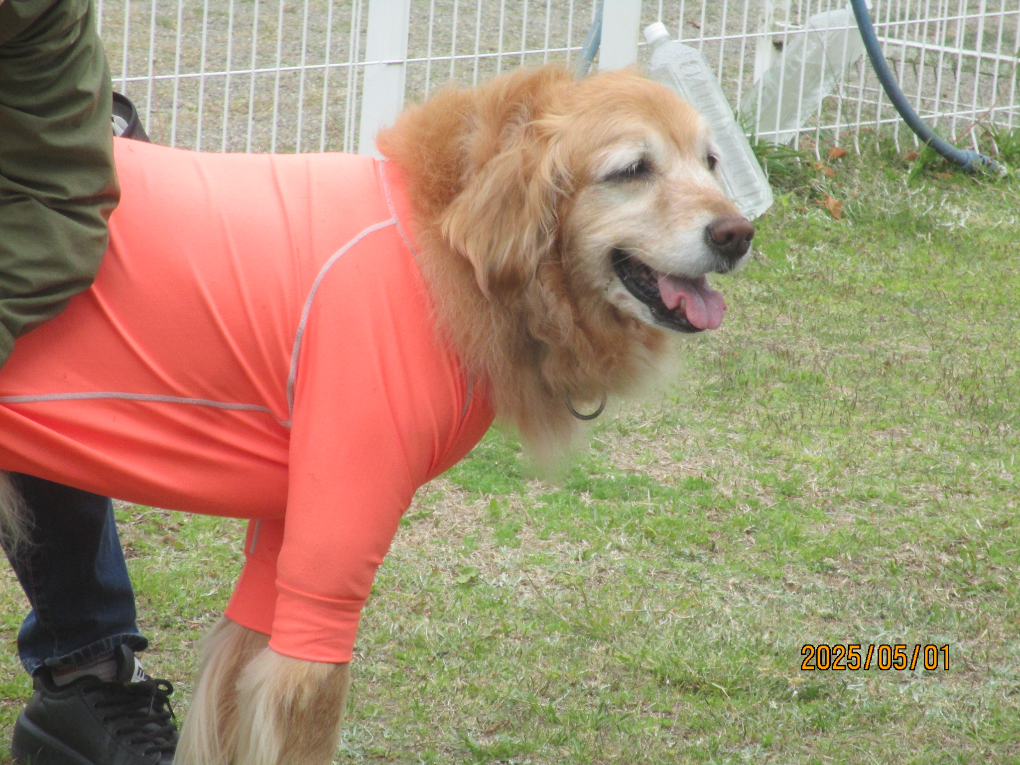 ももちゃん（Ⅴ）