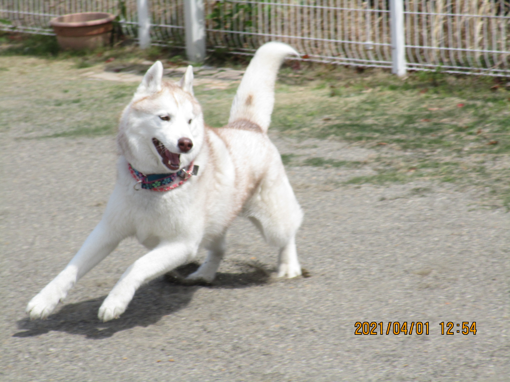 ルーちゃん（８２）