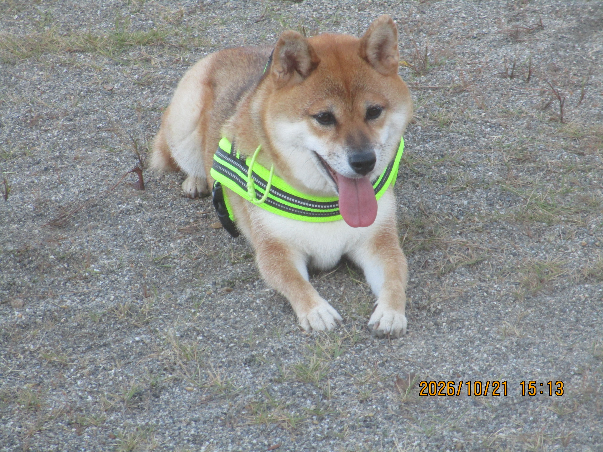 あおちゃん(23) あおちゃん(23)