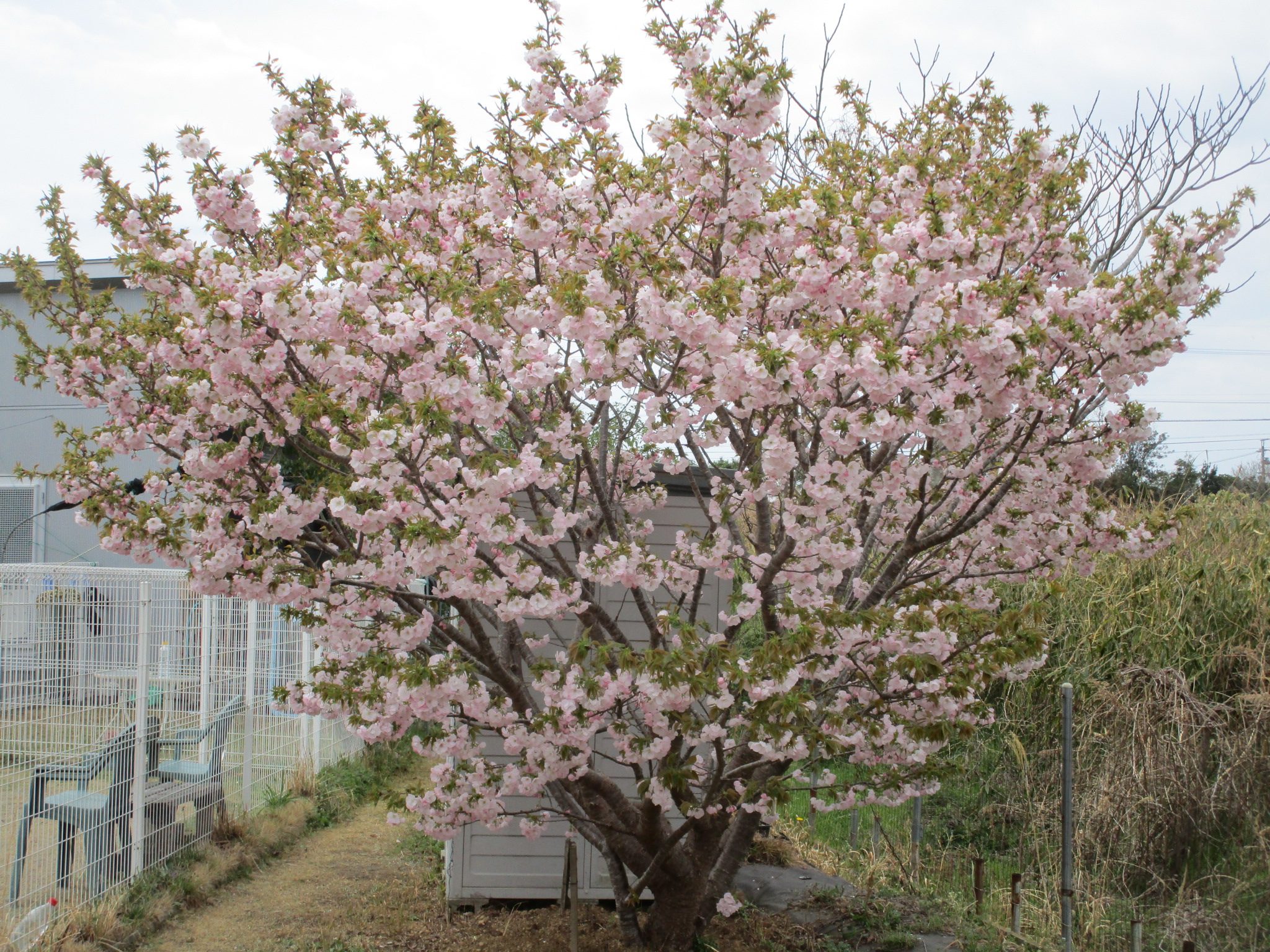 我家の横輪桜
