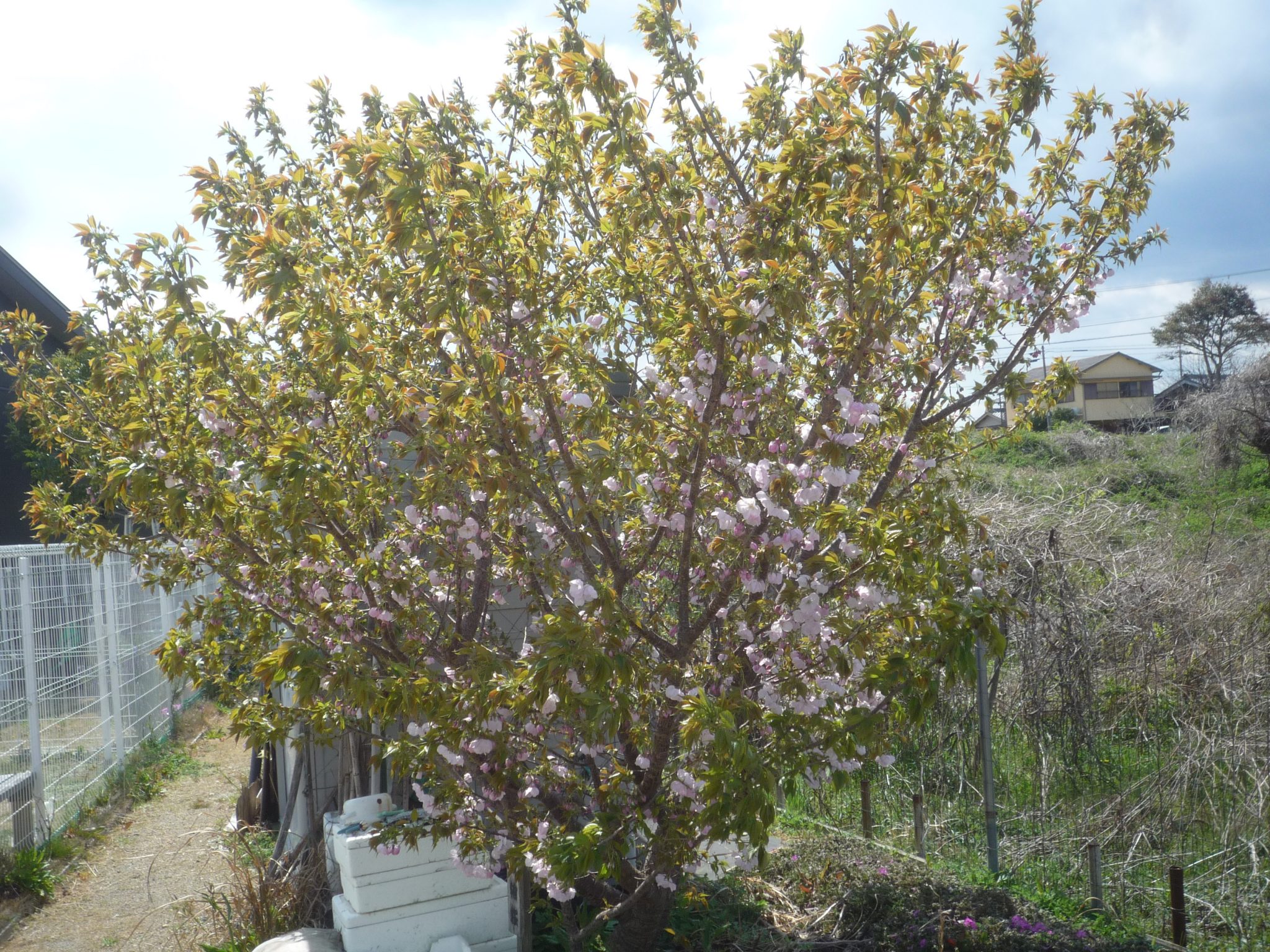 咲いた、咲いた横輪桜