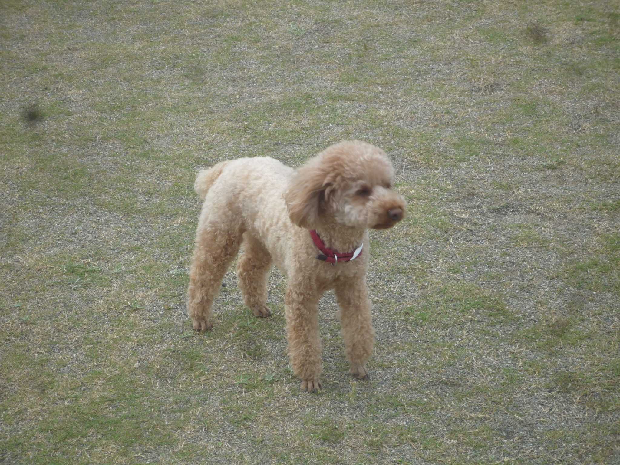 T・モモちゃん（８０）